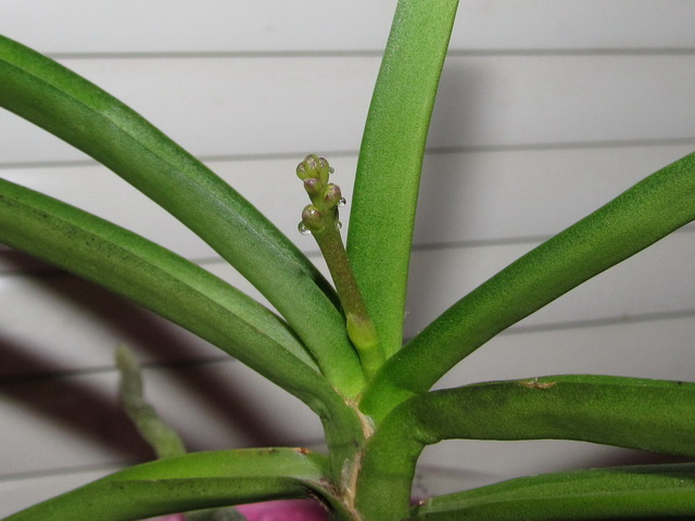 Vanda lilacina-цветонос.jpg