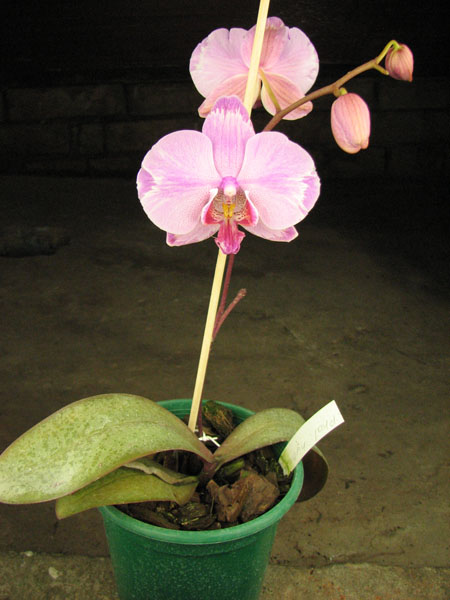 Phalaenopsis hybrid splash.jpg