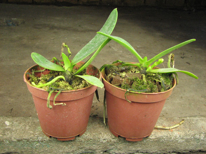 Sedirea japonica.jpg