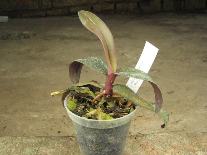 Renanthopsis Mildred Jameson 'Bonsall'.jpg