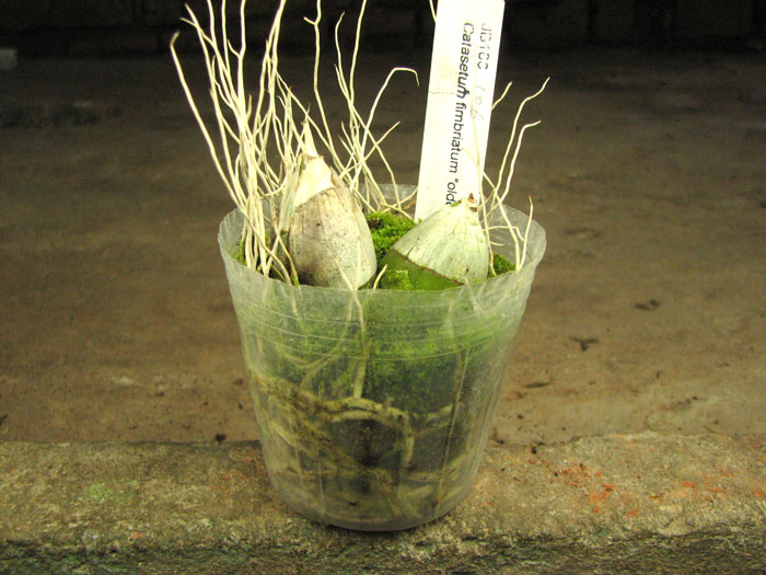 Catasetum fimbriatum 'Golden Horizon'.jpg