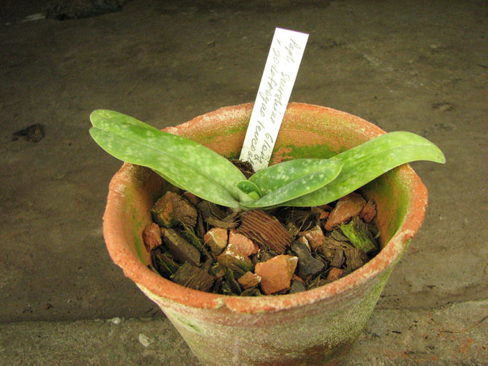 Paphiopedilum Sunshine Glory x godefroyae f leucochilum.jpg