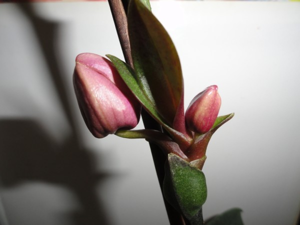 DSC00918 (600 x 450).jpg