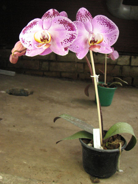 Doritaenopsis Taiwan Diamond '0-1'.jpg