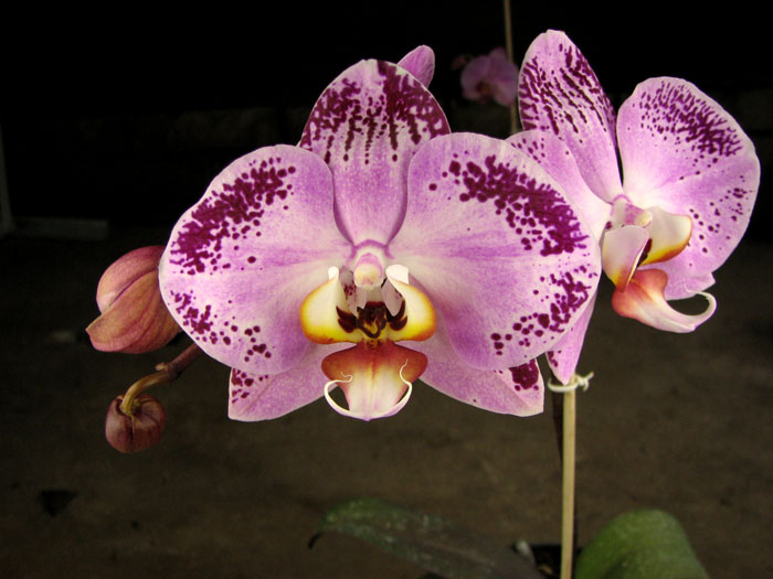 Doritaenopsis Taiwan Diamond '0-1'.jpg