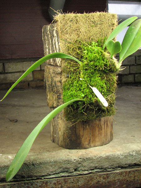 Bulbophyllum macranthum.jpg