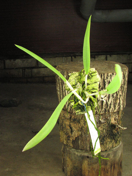 Cattleya luteos forbesii x Brassavola cucullata.jpg