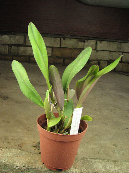 Potinara Love Tapestry 'Popular Song'.jpg