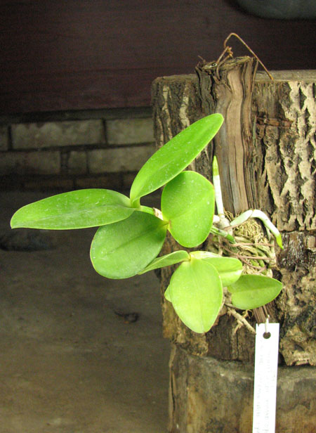Cattleya intermedia orlata marginata coerulea 'AWZ' x Cattleya intermedia coerulea aquini flamea 'AWZ'.jpg