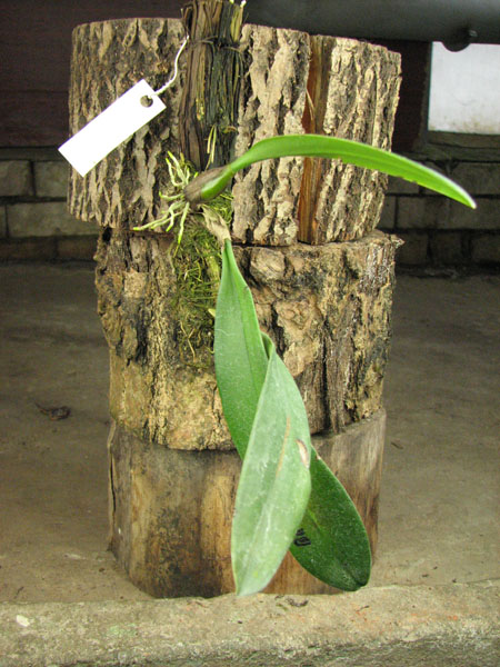 Bulbophyllum Elizabeth Ann.jpg