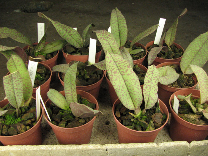 Psychopsis Butterfly (sanderae x papilio).jpg