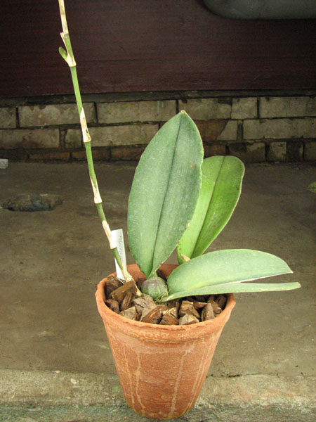 Psychopsis Kalihii 'Big'.jpg