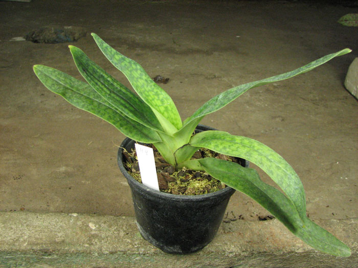 Paphiopedilum delenatii 'Giant' x Paphiopedilum hangianum 'Hsiao'.jpg