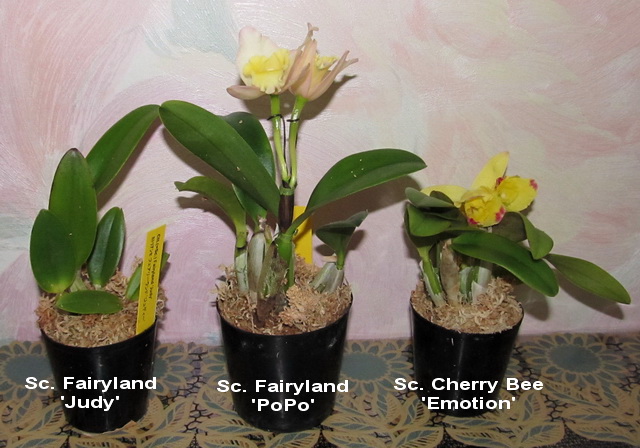 Goshima. Япония1.jpg