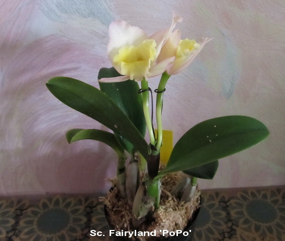 Goshima.Sc. Fairyland 'PoPo'.jpg