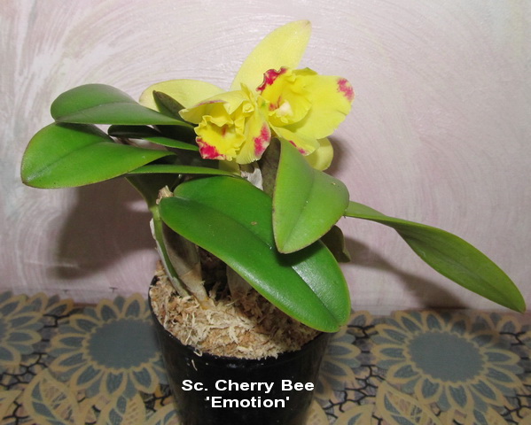 Goshima.Sc. Cherry Bee 'Emotion'.jpg