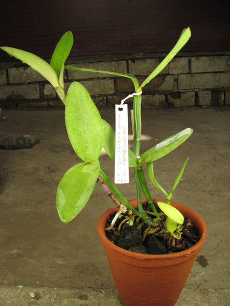 Cattleya intermedia flamea coerulea 'Blue Rapsody' x Cattleya intermedia alba XXX (SAN 775).jpg