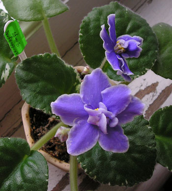 -Звездный Дождь01.JPG