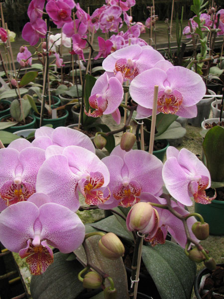 Doritaenopsis Leopard Prince 'Sogo'.jpg