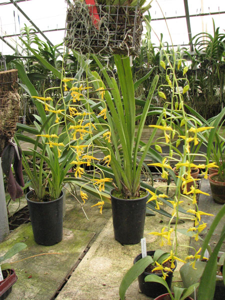 Gongora flaveola.jpg