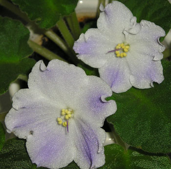 Steppine Stone01.JPG