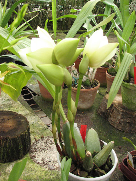 Angulocaste Olympus 'Rex'.jpg