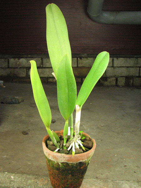 Brassolaeliocattleya Tainan Gold 'Canary' (Toshie Aoki x Waianae Princess).jpg