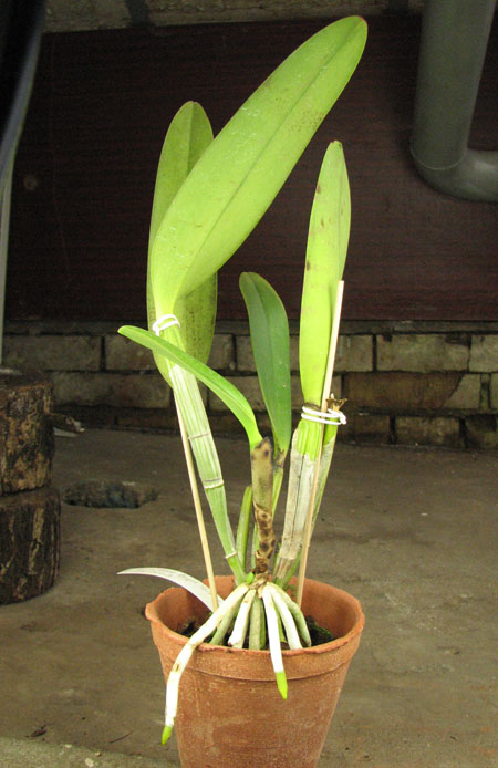 Laeliocattleya Blue Angel 'Glove'.jpg