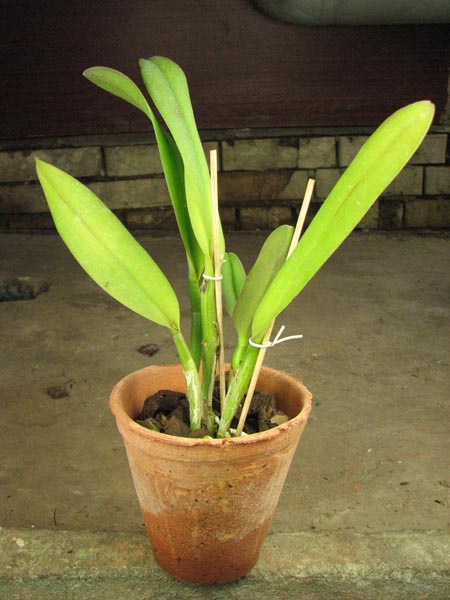 Potinara Chief Free 'Happy Tuesday'.jpg