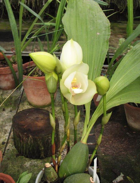 Angulocaste Olympus 'Rex'.jpg