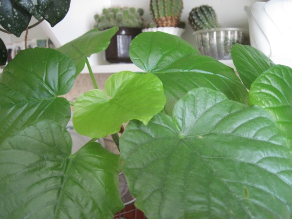 Фикус umbellata