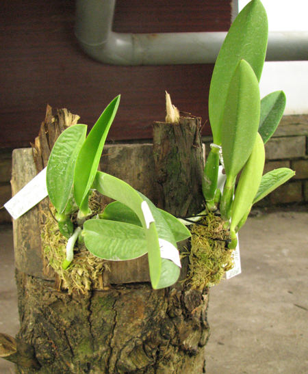 Laelia jongheana alba (Z-88) x Laelia jongheana suavissima.jpg