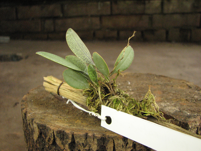 Pleurothallis resupinata.jpg