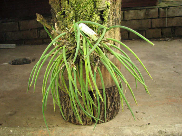 Ceratostylis incognita.jpg