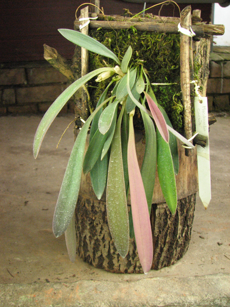 Masdevallia caesia.jpg