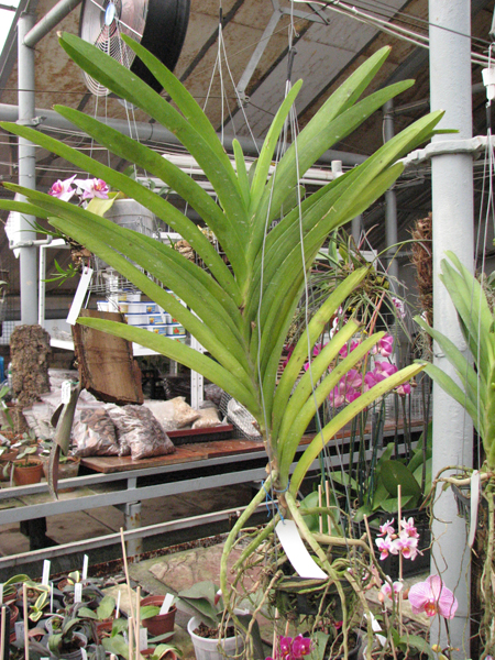 Ascocenda Princess Mikasa Blue.jpg