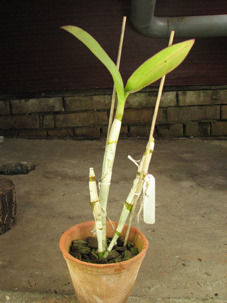 Dendrobium Burana White x White Dragon.JPG