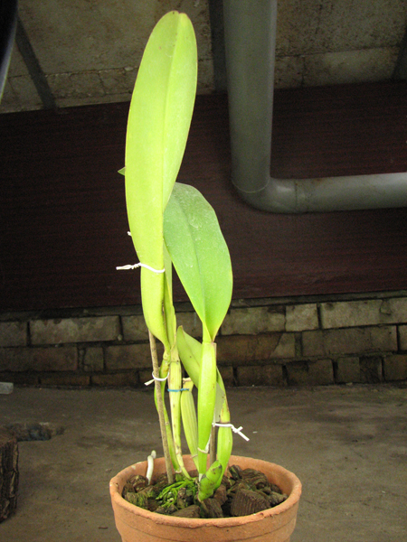 Rhyncholaeliocattleya Kat Sky Song 'Black Rose'.jpg