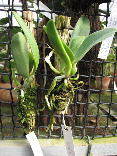 Laelia jongheana.jpg