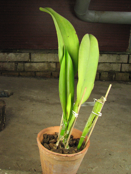 Potinara Haw Yuan Gold 'YC#2'.jpg