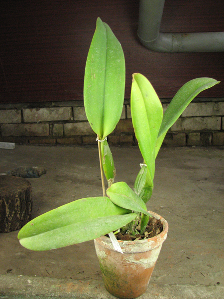 Brassolaeliocattleya Kuwale Gem 'Shin Shin'.jpg
