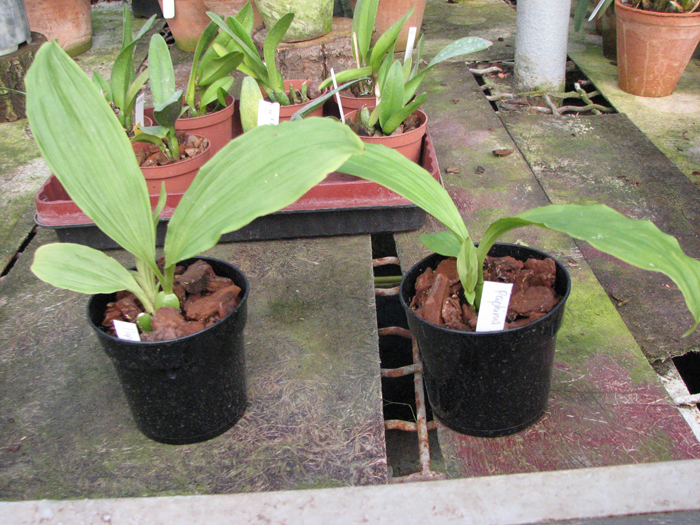 Paphinia herrerae.jpg