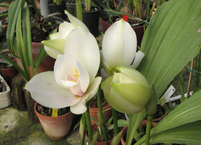 Angulocaste Olympus 'Rex'.jpg