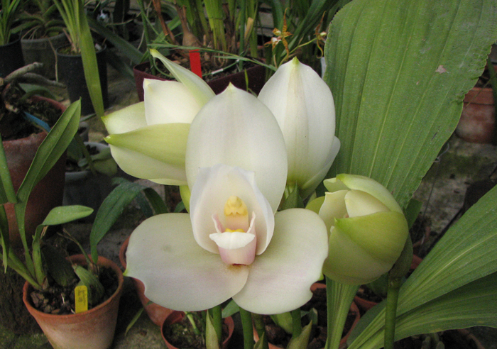 Angulocaste Olympus 'Rex'.jpg