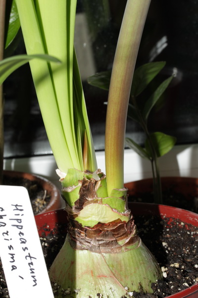 IMG_5391_новый размер.JPG