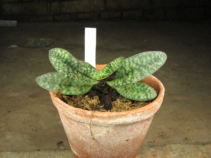 Paphiopedilum delenatii.jpg