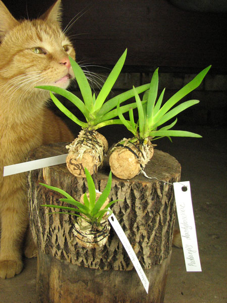 Podangis dactyloceras.jpg