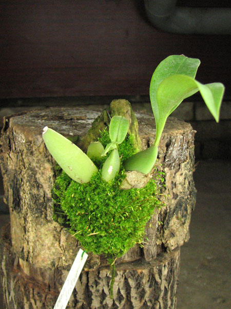 Rossioglossum Rawdon Jester.jpg