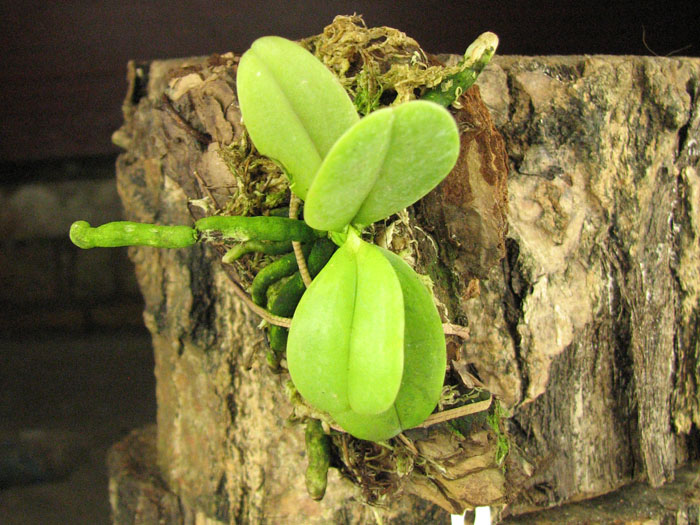 Phalaenopsis cornu cervi var thalebanii.jpg