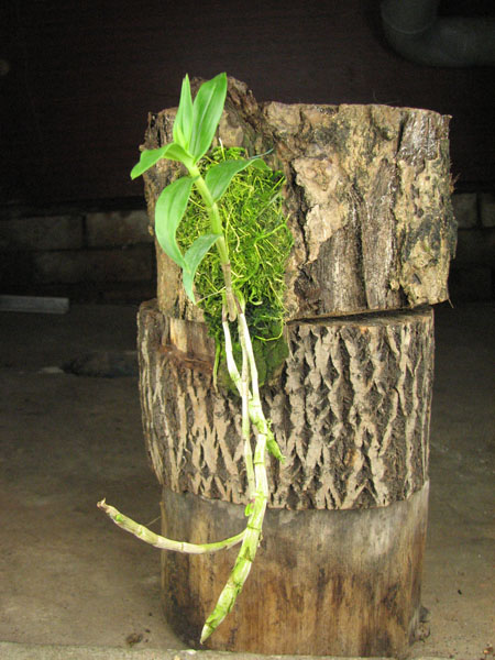 Dendrobium victoriae reginae.jpg